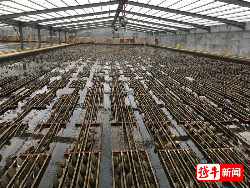 首次大规模开蚌2万只,诸暨工厂化温室养&ldquo;珠&rdquo;成功
